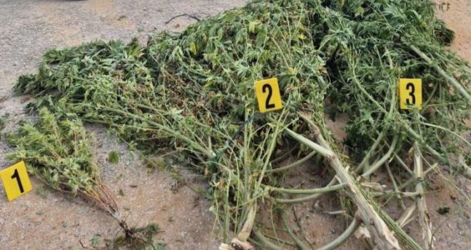 Hercegovac se snašao: U plasteniku 'posijao' marihuanu, a onda je naišla policija u rutinsku kontrolu