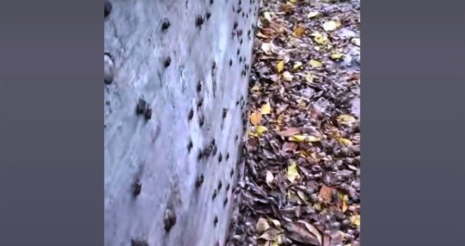 Zastrašujući prizor: Jeste li ih i vi primijetili? Pogledajte najezdu smrdibuba u dijelu BiH