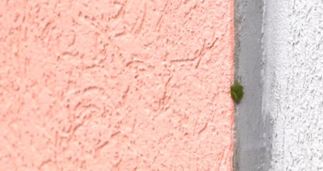 Azijske smrdibube preplavile BiH: Prijetnja i za poljoprivredu i za domaćinstva