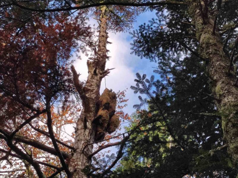 mrtav-medvjed-na-drvetu-u-naselju-podgrab-kod-pala2