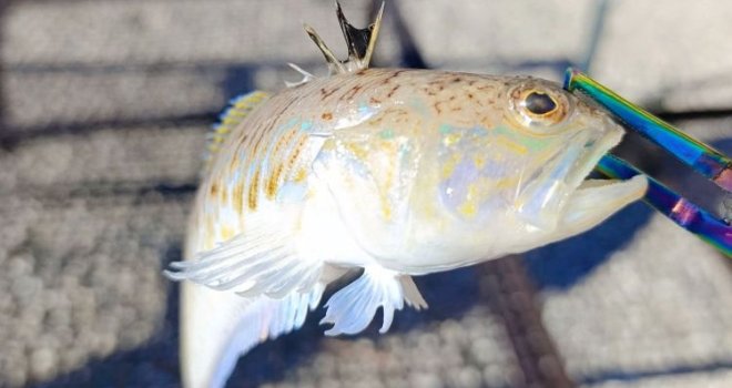 Najotrovnija riba Jadrana ulovljena u BiH: 'Ubod izaziva jaku, pulsirajuću bol koja se širi iz mjesta povrede'