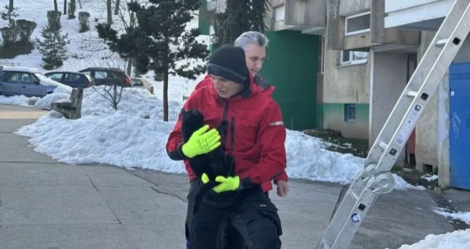 Civilna zaštita spasila mačku koja je bila zaglavljena na drvetu na Alipašinom Polju