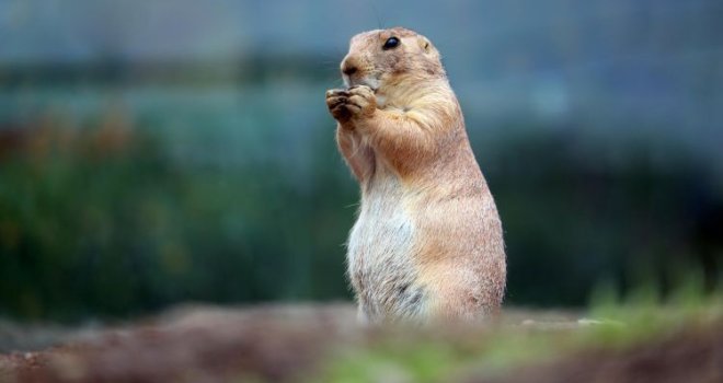 U Pionirsku dolinu stigla skupina prerijskih pasa: Ovih dana očekuju i nove životinje