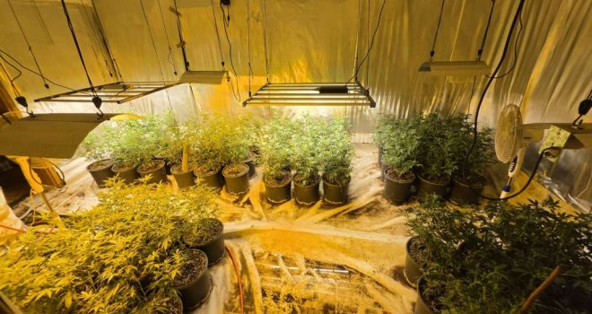 Akcija 'Aries': Uhapšena Sarajka nakon otkrivanja pet  laboratorija za uzgoj marihuane